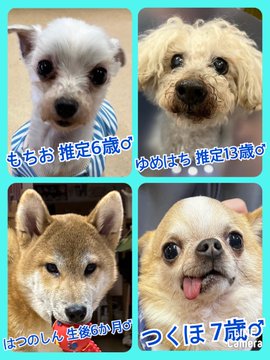 🐾今日の里親様募集中ワンコ🐶メンバーです🐾2023,3,24【保護犬カフェ天神橋店】